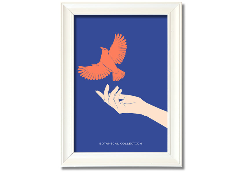 Dove From A Hand Flight