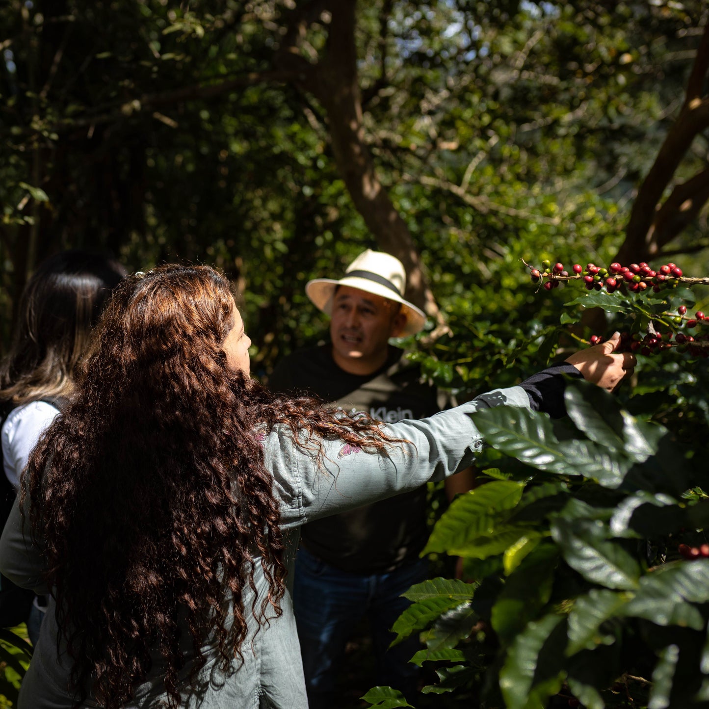 Honduras Montecillos Catuai Washed – Medium Roast Specialty Coffee