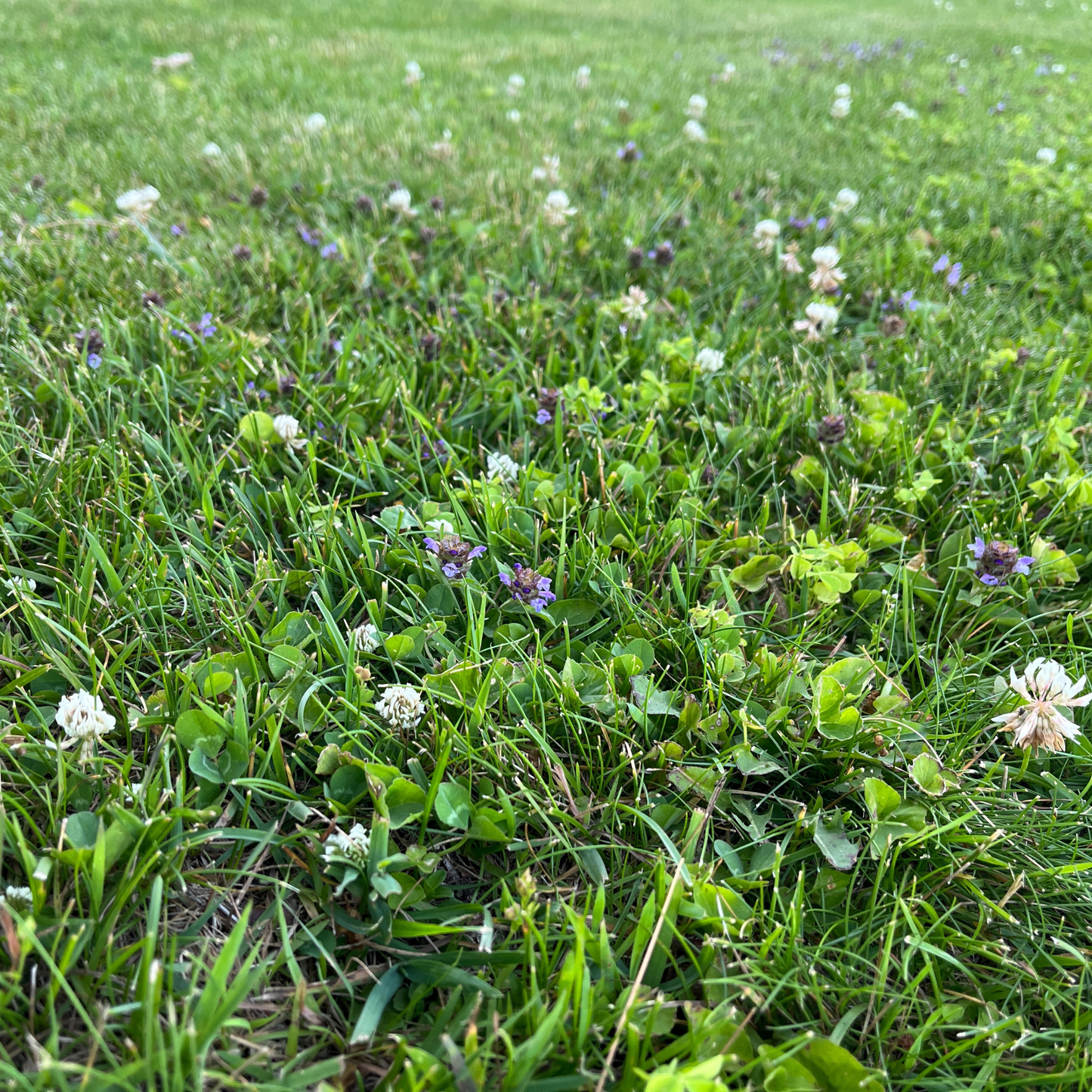 Bee Lawn Seed Kit - Easy Spread Shaker